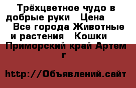 Трёхцветное чудо в добрые руки › Цена ­ 100 - Все города Животные и растения » Кошки   . Приморский край,Артем г.
